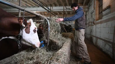 Dok srpski farmeri prosipaju srpsko mleko - uvoz tuđeg mleka cveta
