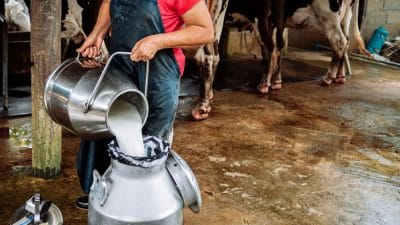 Dok srpski farmeri prosipaju srpsko mleko - uvoz tuđeg mleka cveta