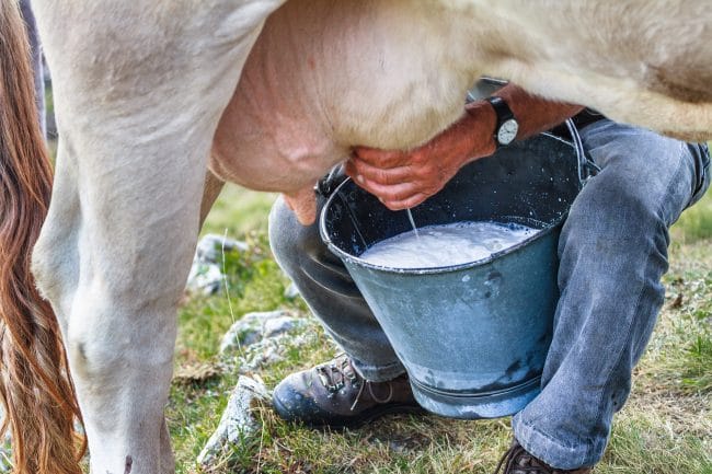 Umesto ispunjenja obećanja za očuvanje mlekarstva - novi pad otkupne cene?